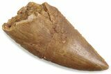Serrated Raptor Tooth - Real Dinosaur Tooth #376468-1